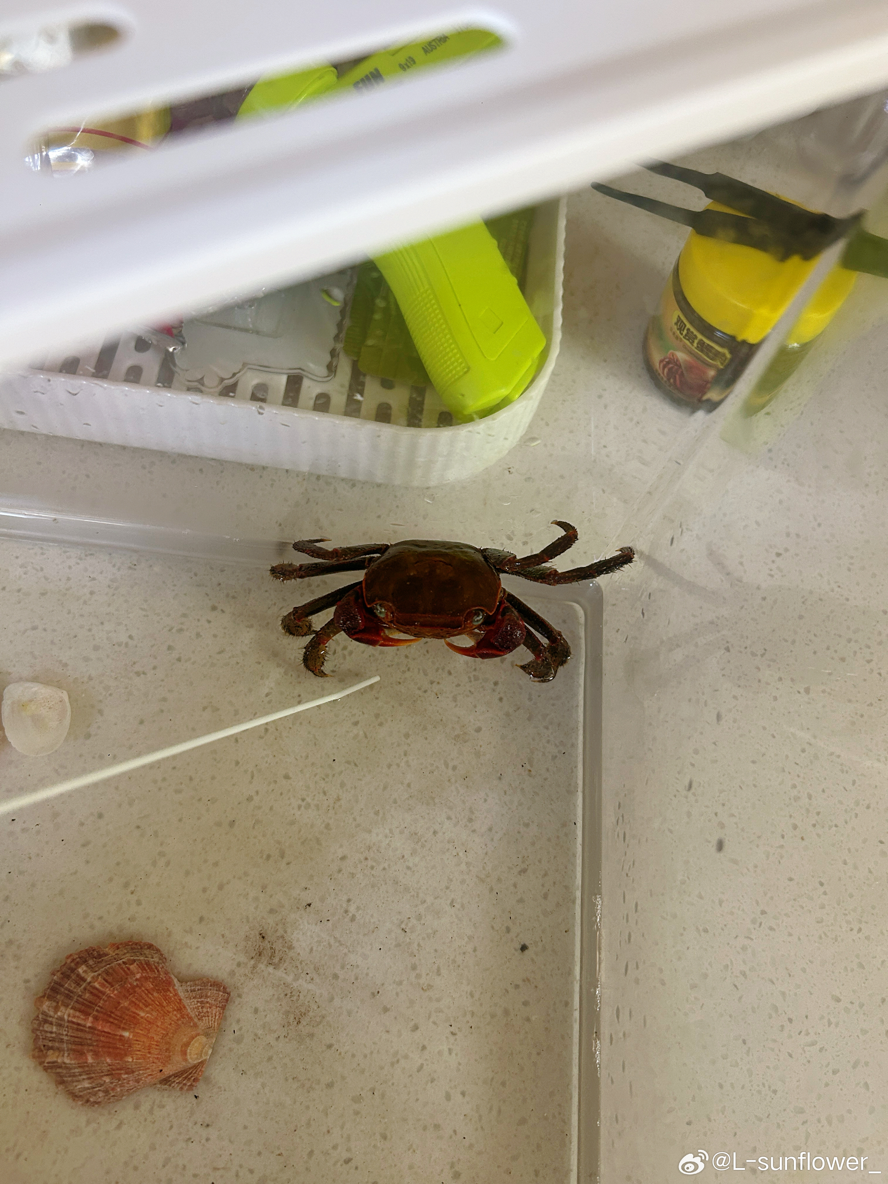 8月初在连云港的时候女儿发现的螃蟹🦀跨越七八百公里带回家。他们三个把它当宠物养