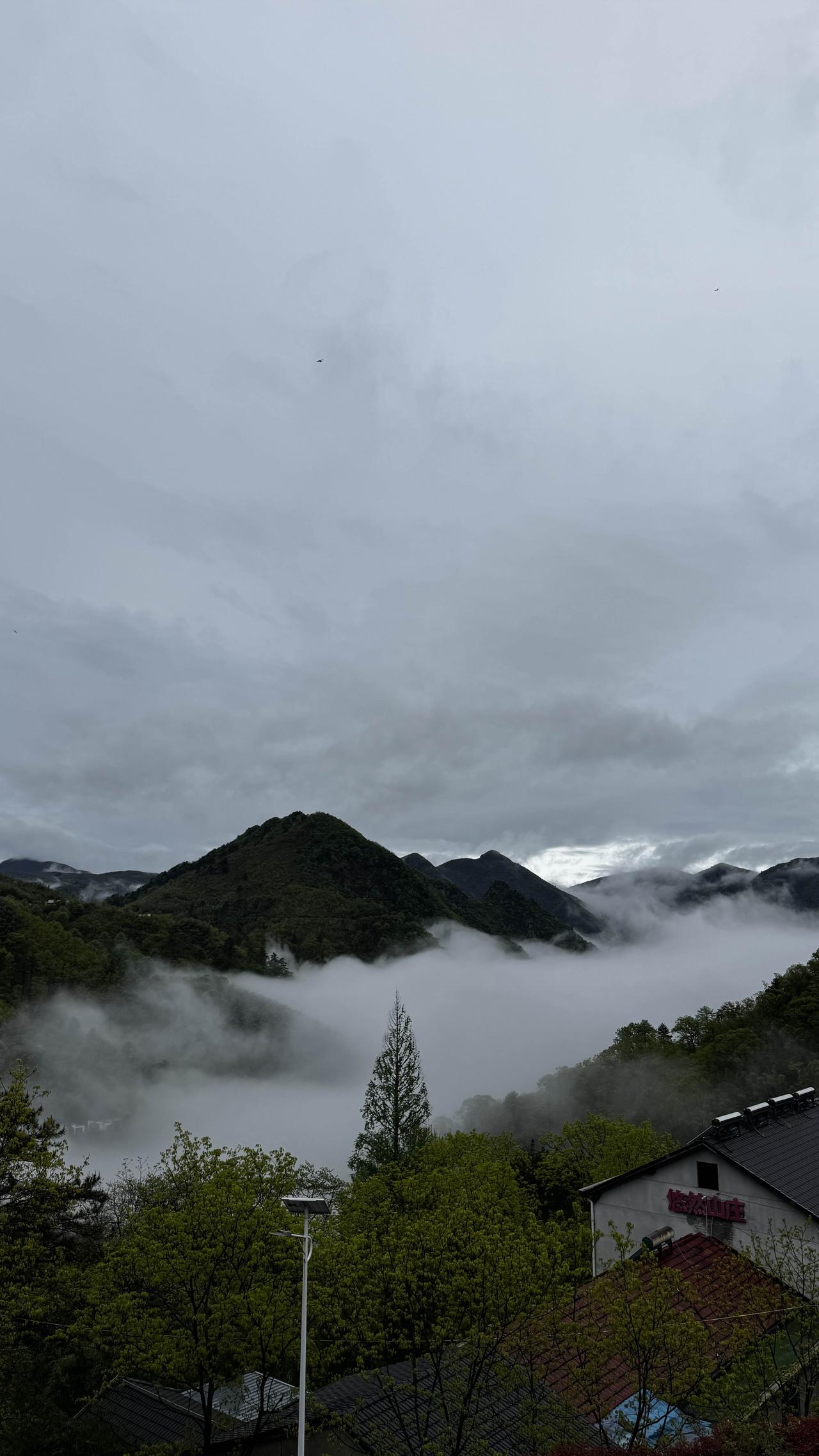 分享一张你手机里最近拍的风景照这是在浙江董岭。拂晓浙北大峡谷，白雾自溪谷升腾，竹