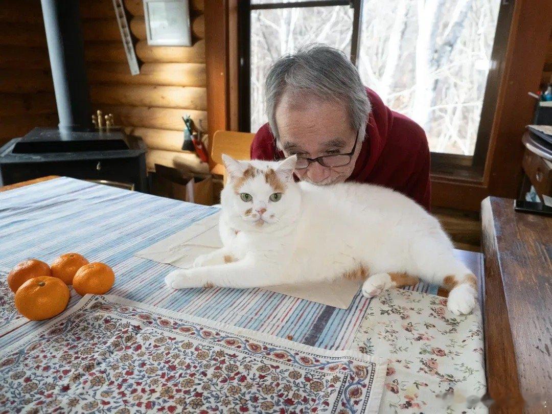 还是那个抬手就揍人的恶霸橘猫..cr：marco77774 