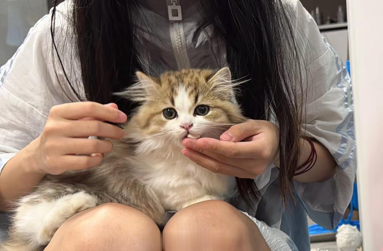 猫猫猫猫 ​​​