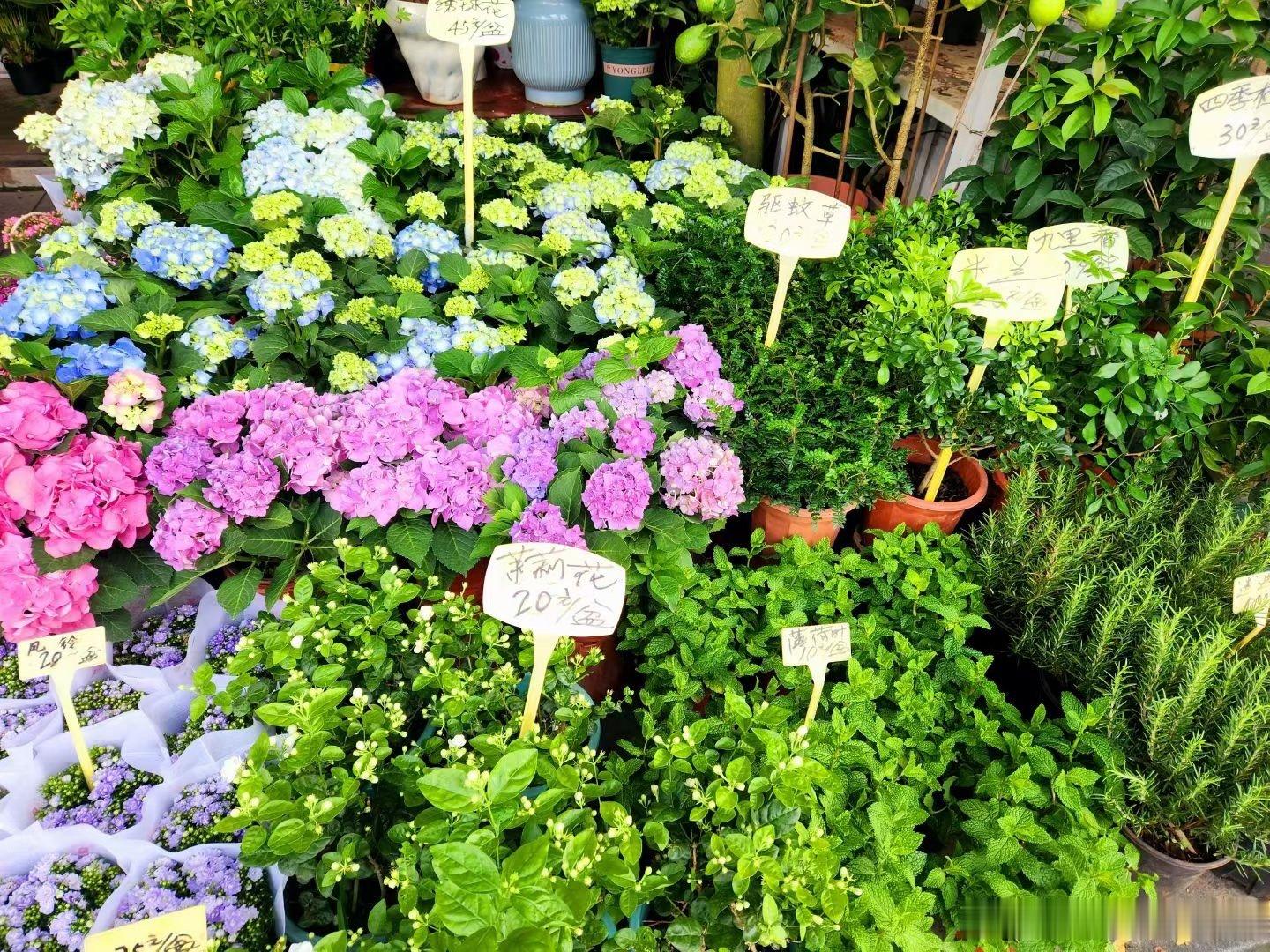 茉莉花好香啊。 