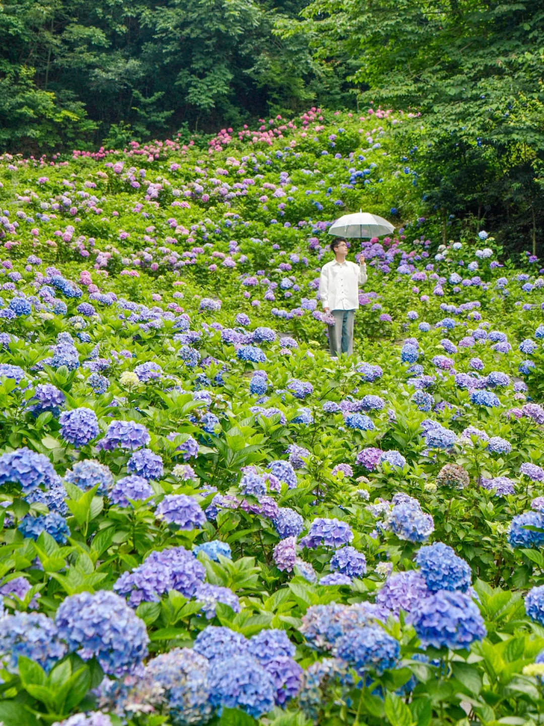 6.12实拍！成都1h抵达绝美绣球花山谷！！