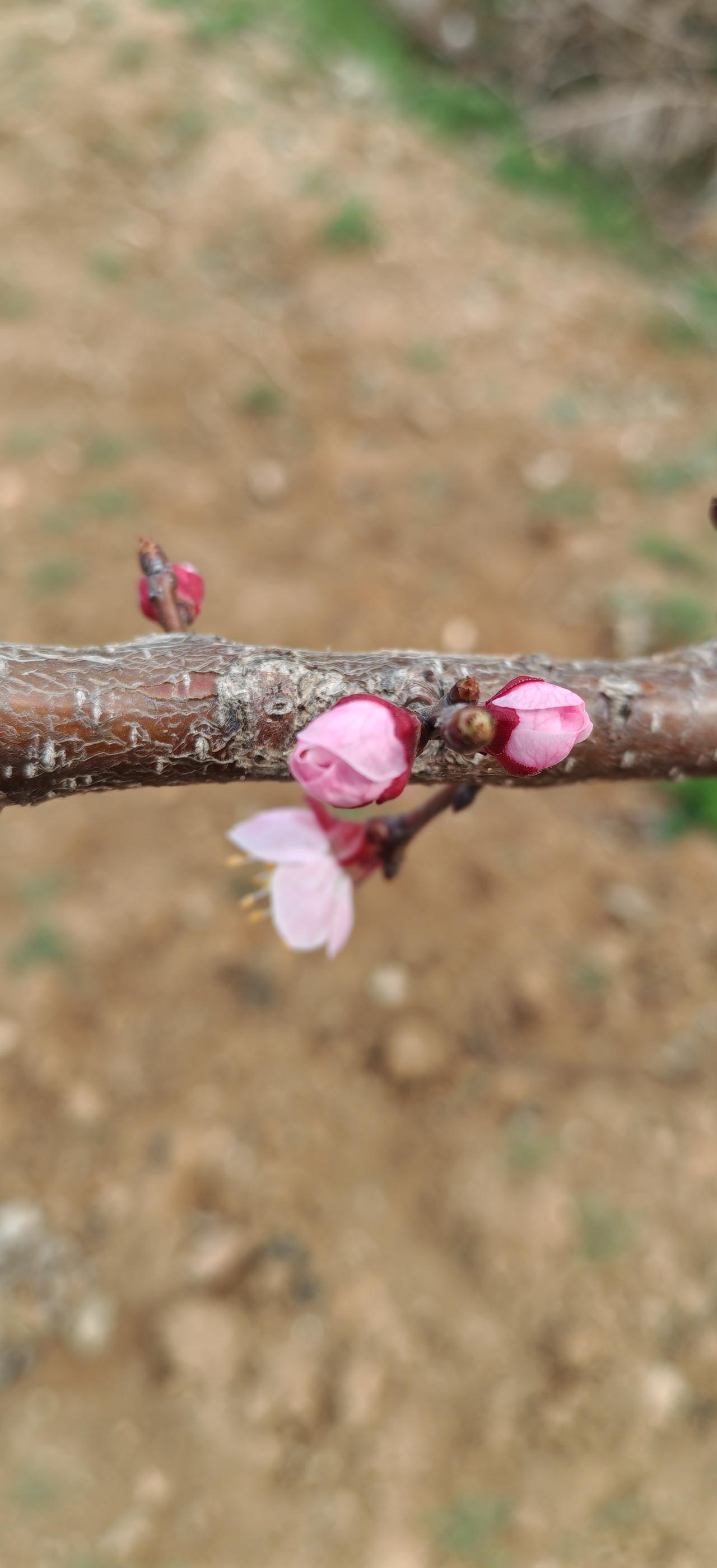 杏花挂枝头，春意盎然，春雨丝丝润万物。