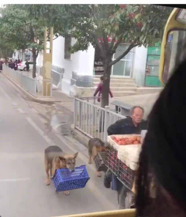 狗狗真的很有爱，看这里！有没有被暖到