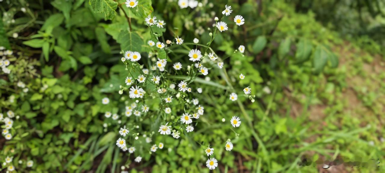 你手机里拍照的花草