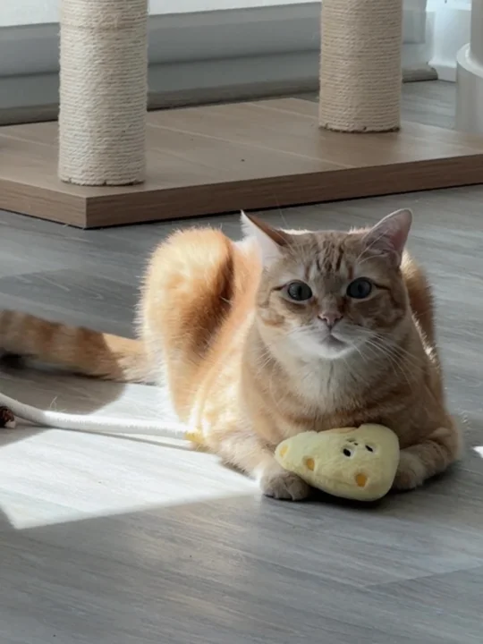 宝宝你是一块虎皮芝士蛋糕🧀