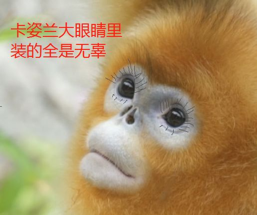 每天一条冷知识 滇金丝猴出生时，新生儿的雌雄性别比是1:3。但成年后，一个家庭中