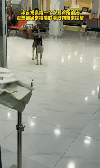 山东女子住院输液，

流浪狗深夜到医院探望？

全网疯传却找不到一点真实痕迹，