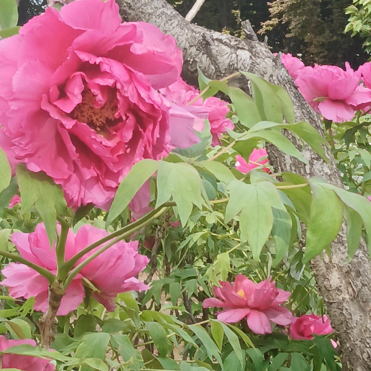 唯有牡丹真国色，花开时节动京城。分享一组从牡丹园拍的牡丹。
牡丹盛放图 
雍容典