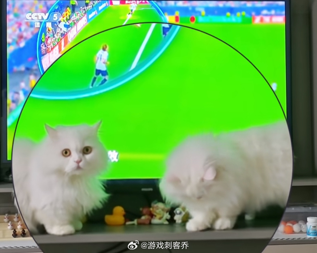 佛得角首次世界杯就进16强热搜比球员还激进？把我家咪都看懵了，人还没打完硬仗，名