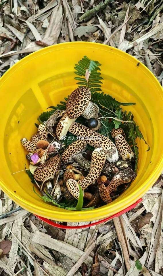 豹纹蘑菇🍄🍄🍄 