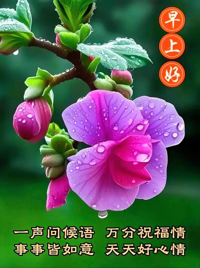 晨露轻吻花香，早安遥送吉祥！愿事事皆如意，天天有好心情。祝你今日元气满满，笑容似