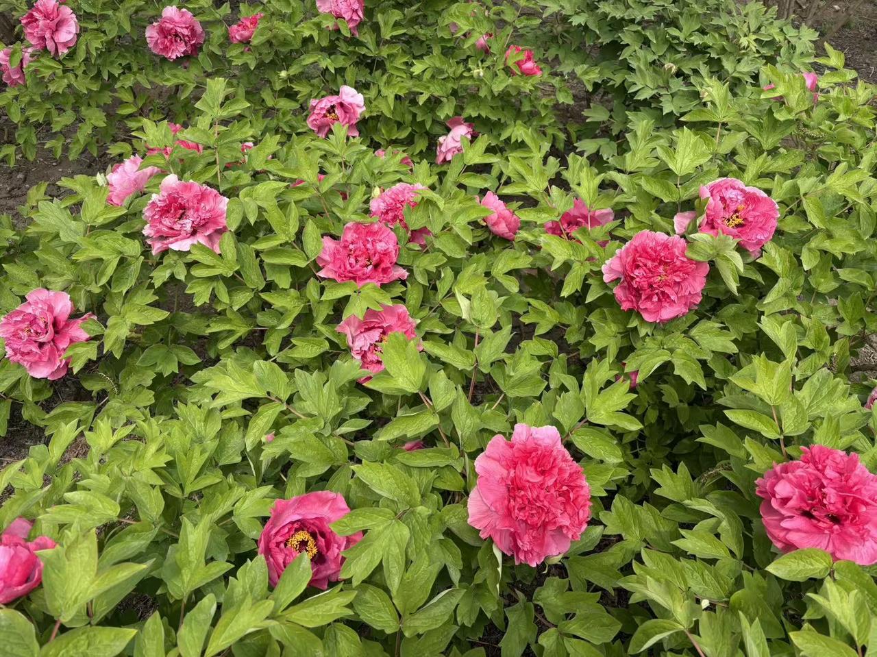 芹菜叶子到底能不能吃？这问题让好多人纠结。不少人买芹菜只留茎，把叶子扔了，觉得它