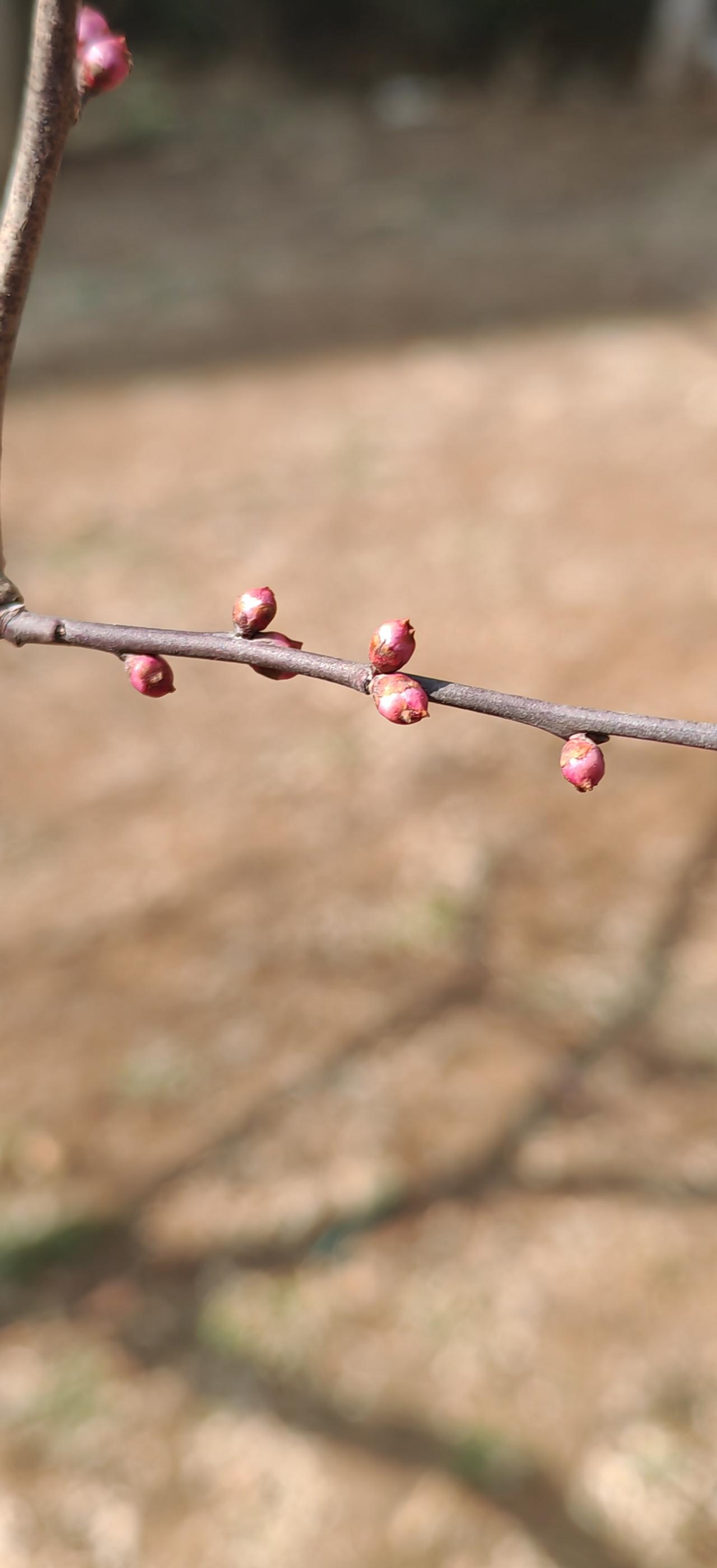 花咕嘟爬上树枝，俏丽枝丫！