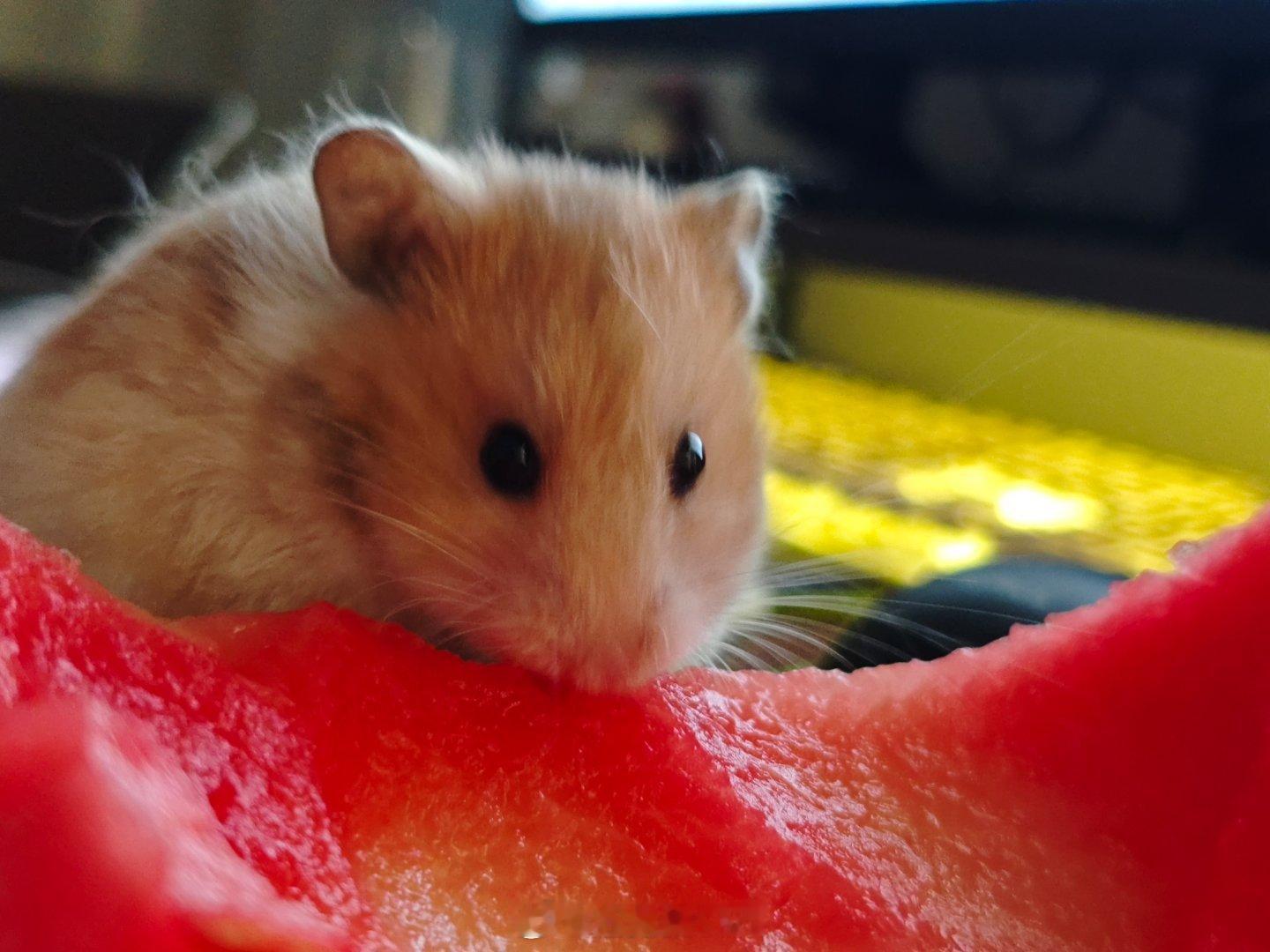 🍉我吃西瓜，小老鼠吃西瓜皮 ​​​