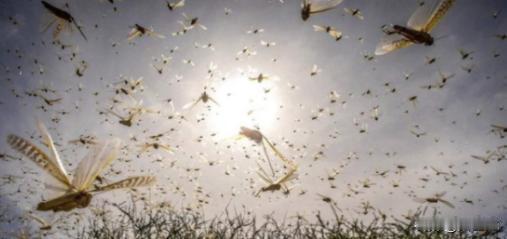 2000年盛夏，新疆阿勒泰草原上空盘旋着遮天蔽日的蝗虫群。这片承载着30万牧民生