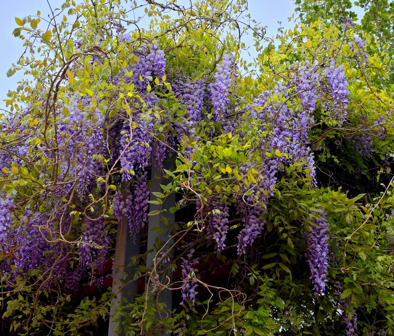 太阳宫公园里的紫藤