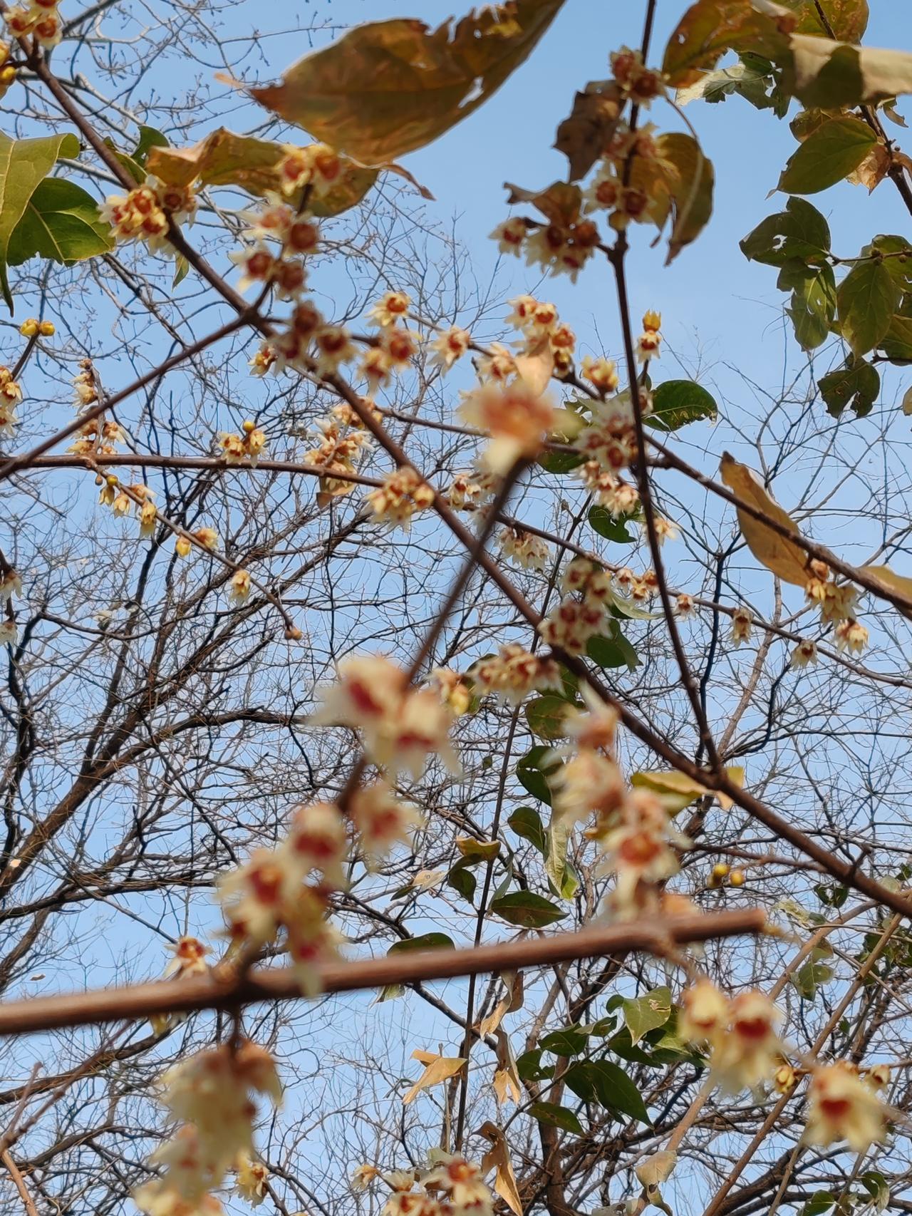 晒图笔记大赛献给冬天的美。