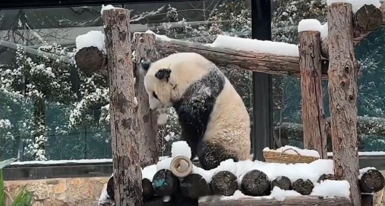 丫头真好丫丫回国两年多判若两熊