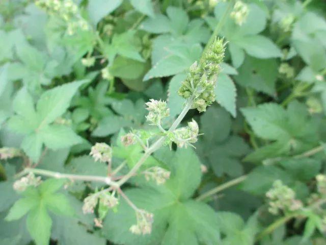 拉拉秧（葎草）确实是蜜蜂极爱的优质粉源植物——
 
一、为什么蜜蜂特别喜欢它
1