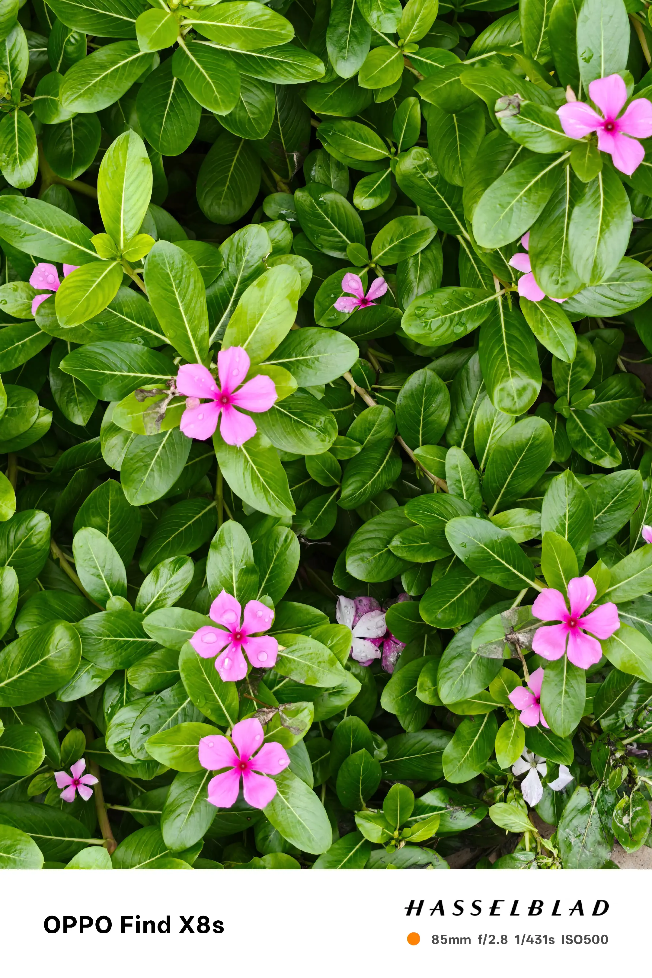 一花一草一世界 拍花 摄影爱好者