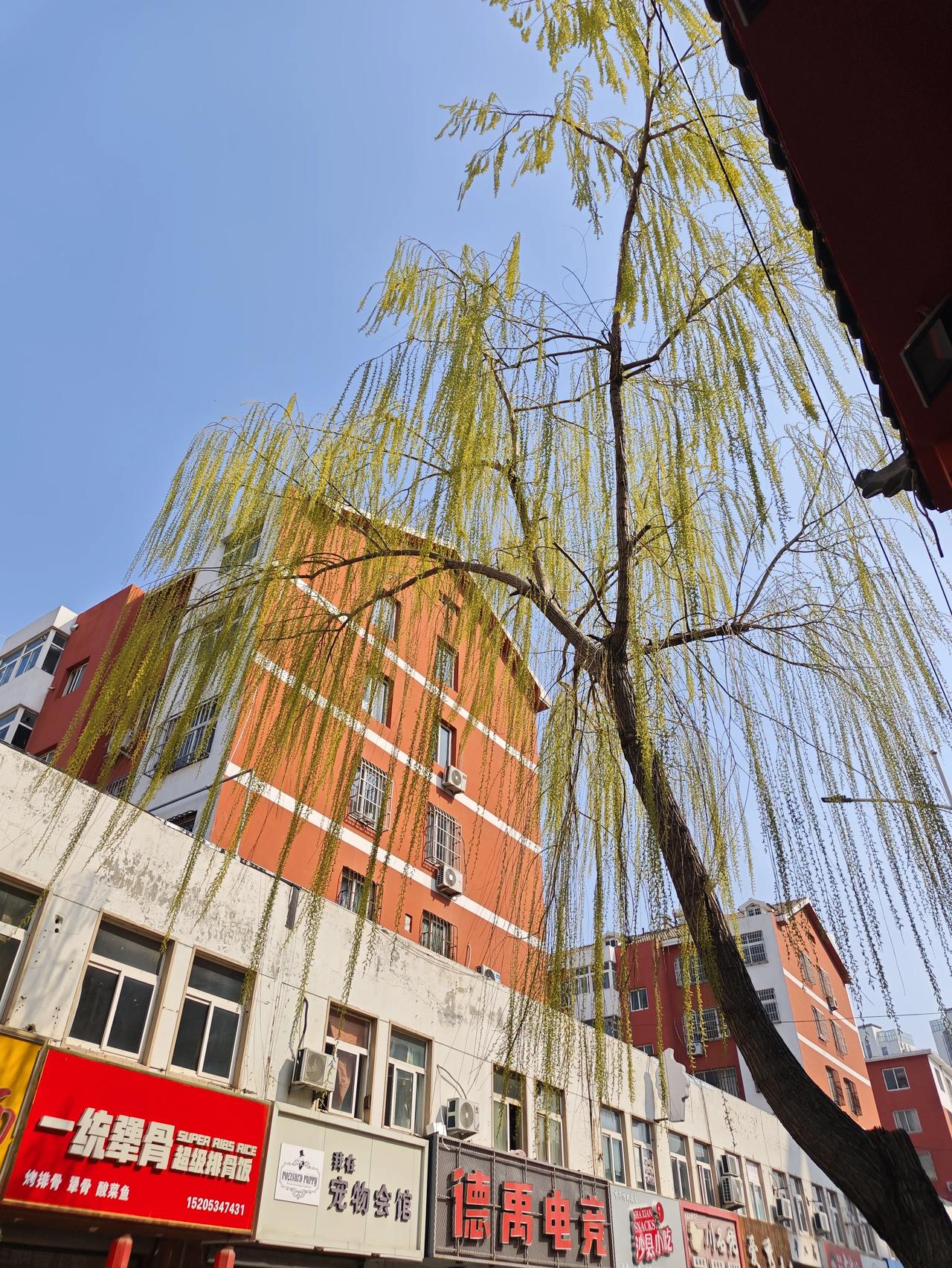 碧玉妆成一树高，
万条垂下绿丝绦。
不知细叶谁裁出，
二月春风似剪刀。