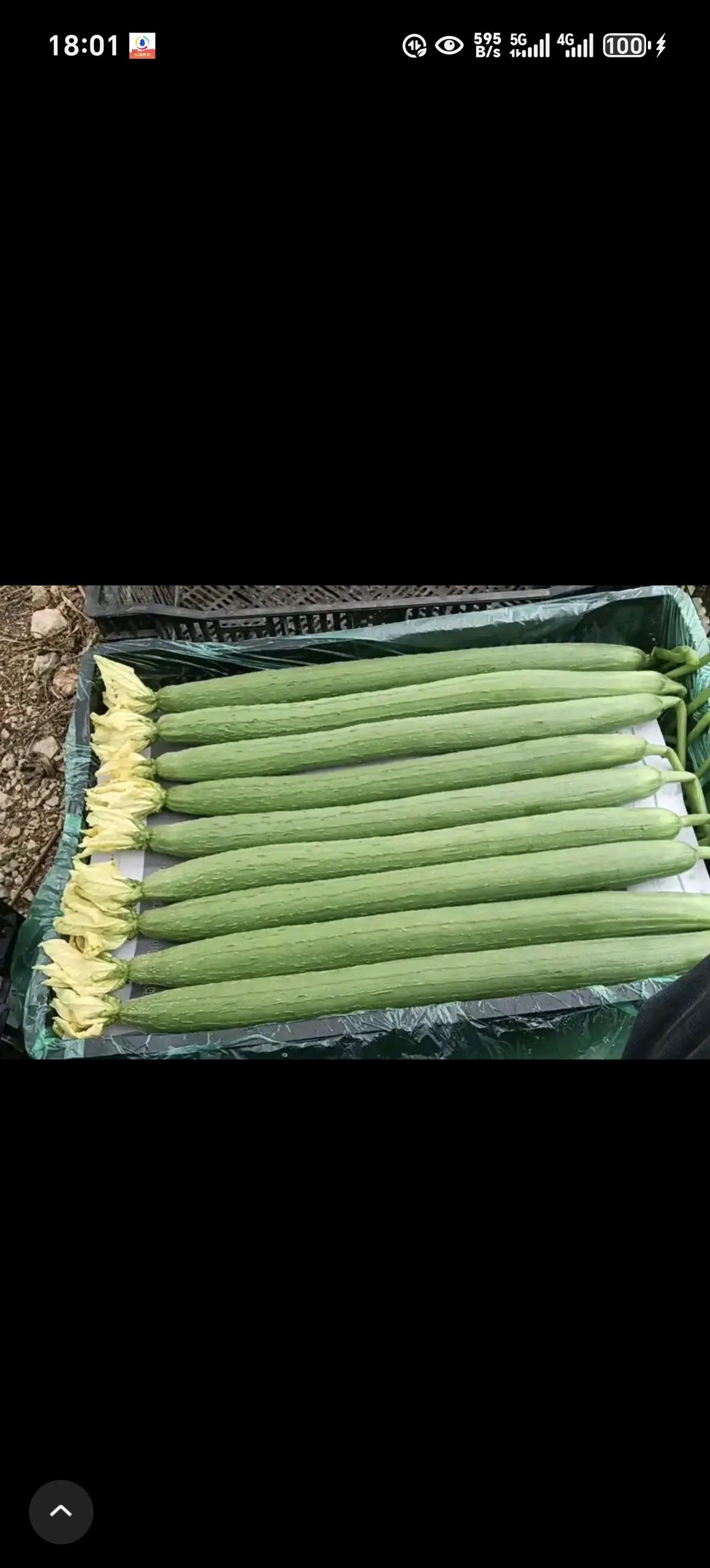 秋日生活打卡季秋天是个丰收的季节，我的丝瓜络大丰收了！