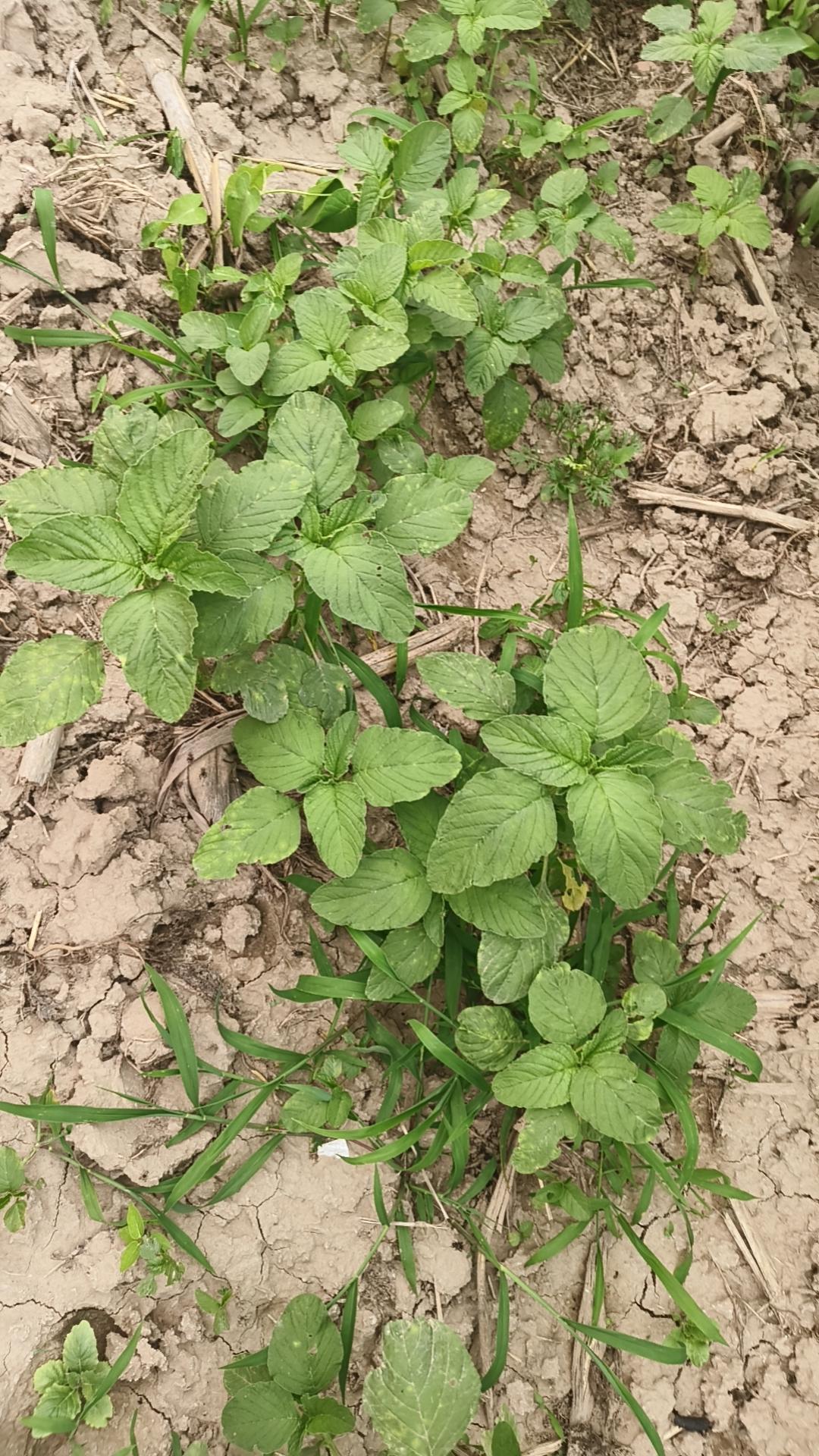 这野菜友友们吃过吗？你们那里叫它啥呢？我们这里喊它罐头谷，至于到底叫什么我也不知