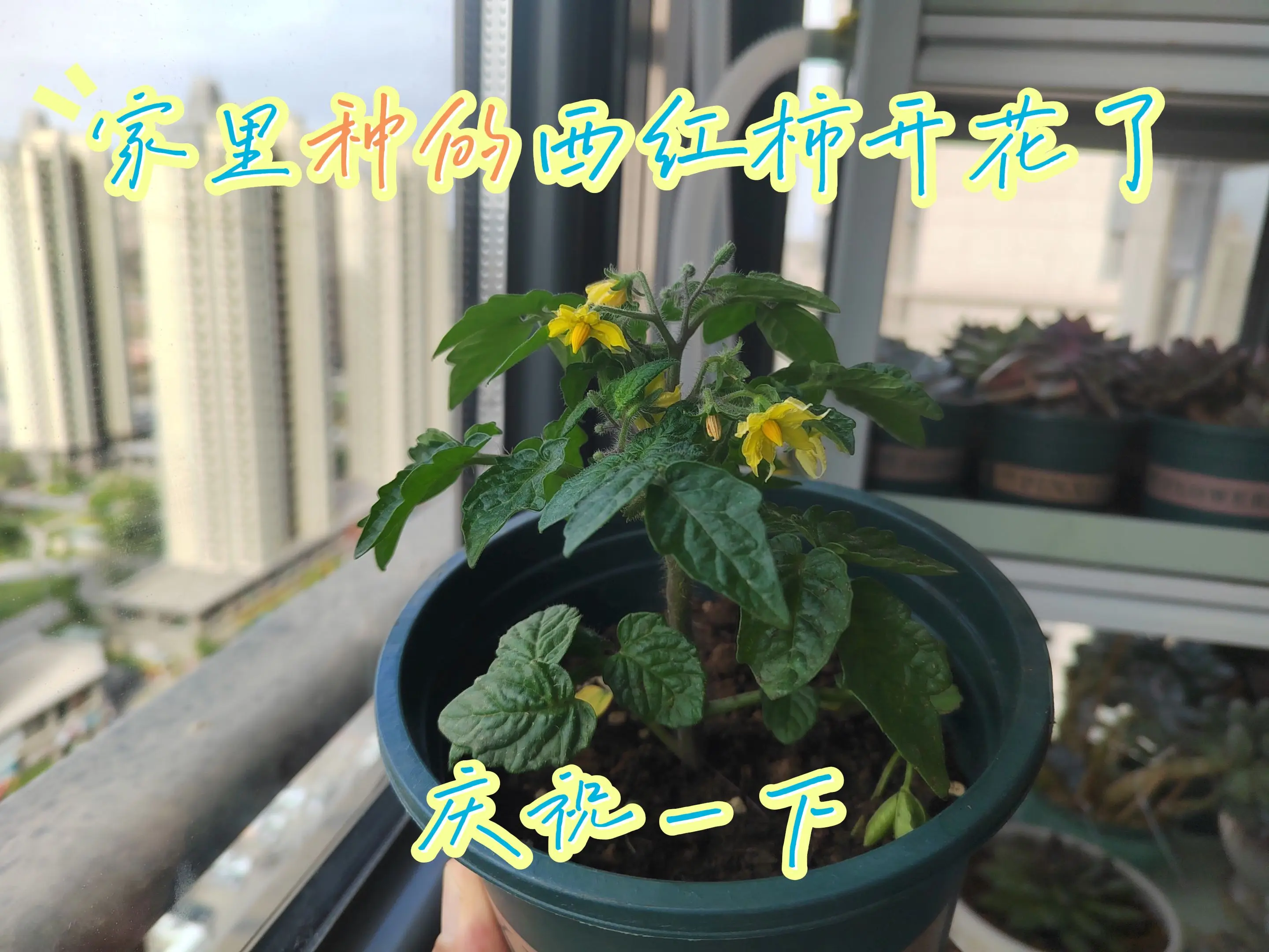 通告所有网友，家里西红柿开花了，特意广而告之，大庆三日！