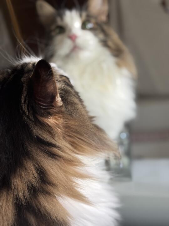 猫猫今天美貌吗？