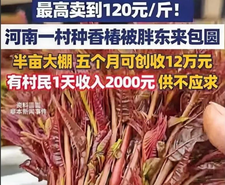 河南一村干部听战友说 1 斤香椿在上海能卖七八十元，这位村干部还真就信了，二话不