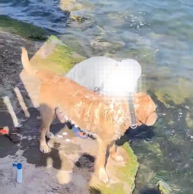 5月27日，云南大理一名男子在洱海边给狗洗澡，沐浴露全都流进了洱海，这事儿实在是