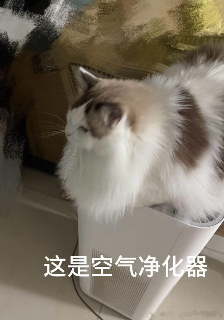 49530【心灵丑】世界上倒数第一乖的小猫 