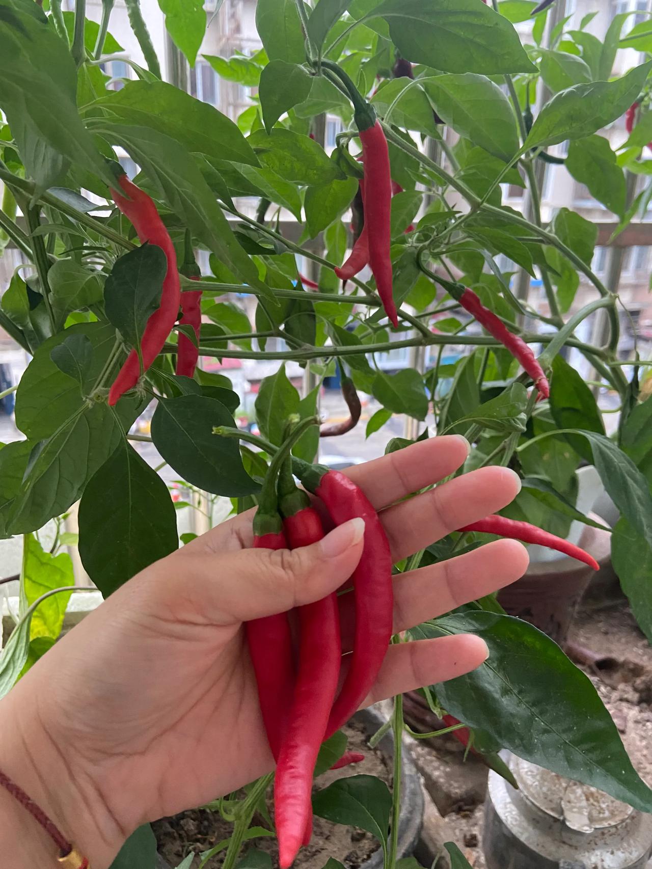 阳台自种的辣椒🌶️🌶️🌶️

以为不摘它

随时吃都是新鲜的

可现在都变
