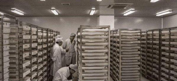 中国最大的蚊子工厂，用羊血喂养蚊子，每个月释放3000万只

这是家坐落在中国广