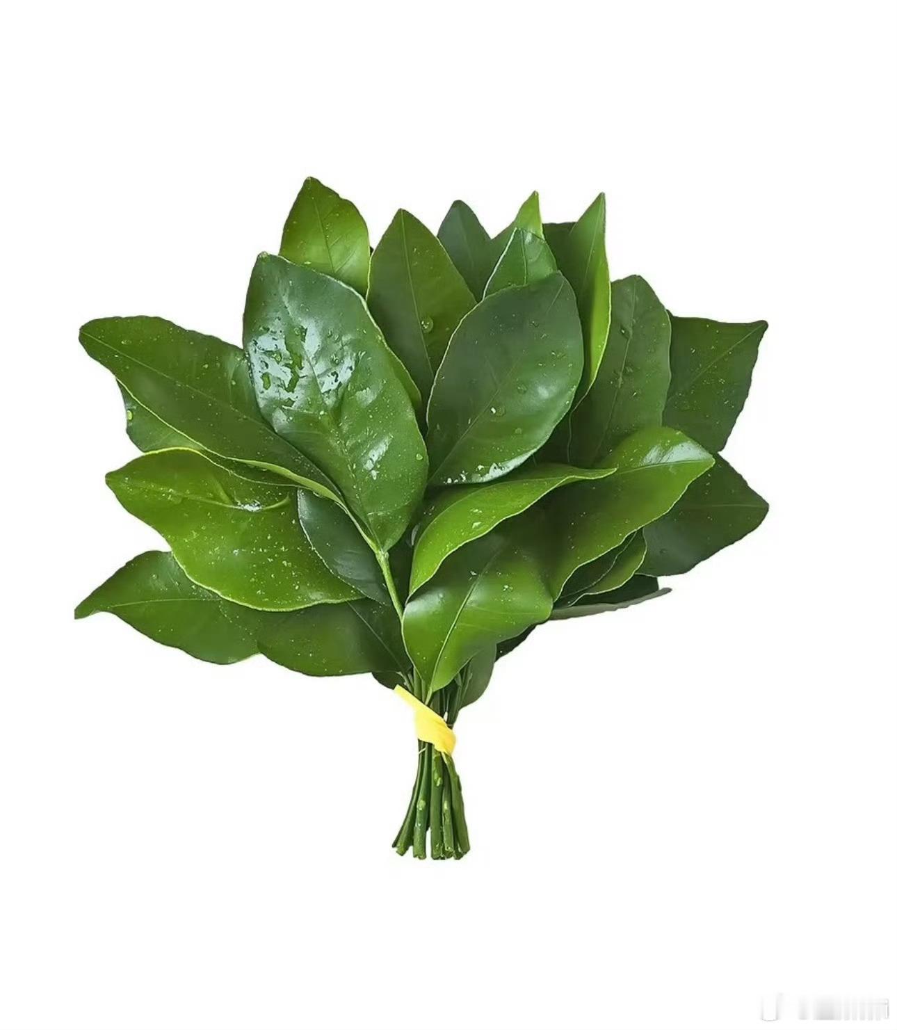 我现在觉得柚子叶可能真的有用 ​​​