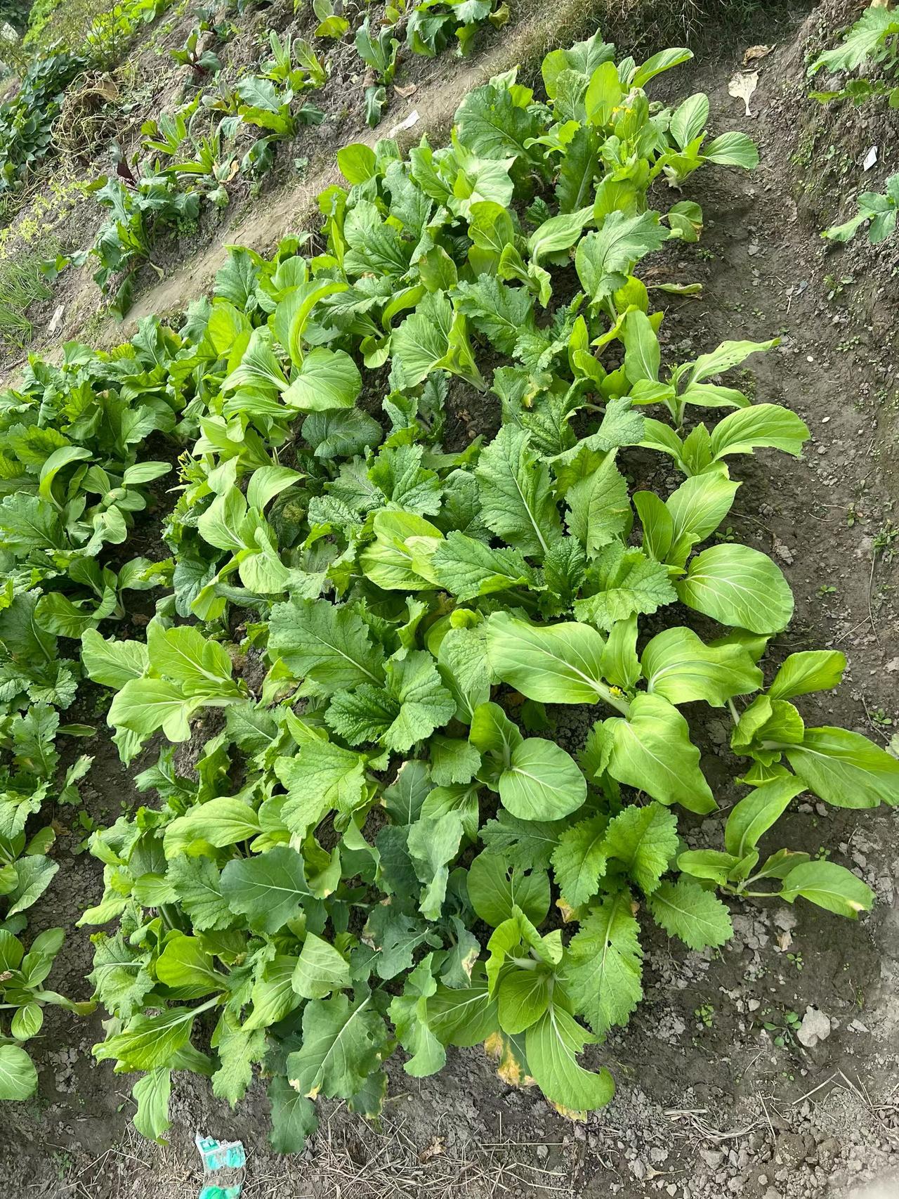 一人一句新年祝福蔬菜看着就可以，烫个火锅巴适得板！