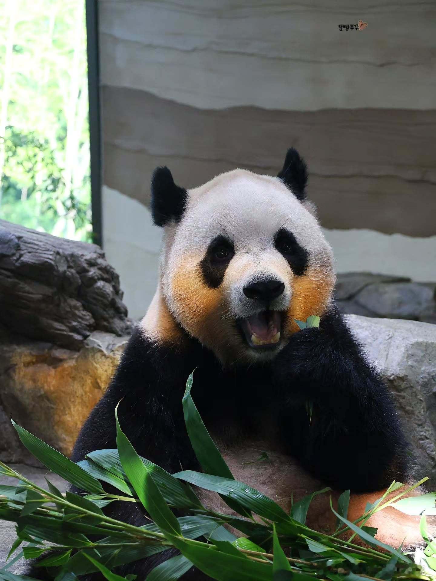 每天早起打卡早安～ ​​​