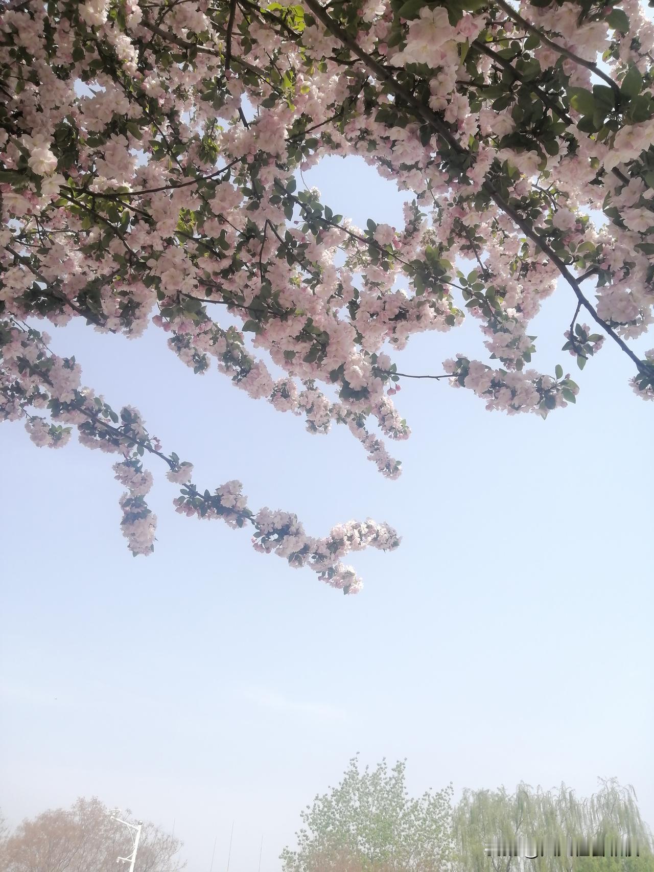 发一张你相册最近拍的花