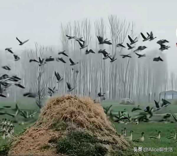 炸裂！麦田里遍地“金蛋”？捡不完根本捡不完！快跑！🤯

河南一大哥下地去看麦子