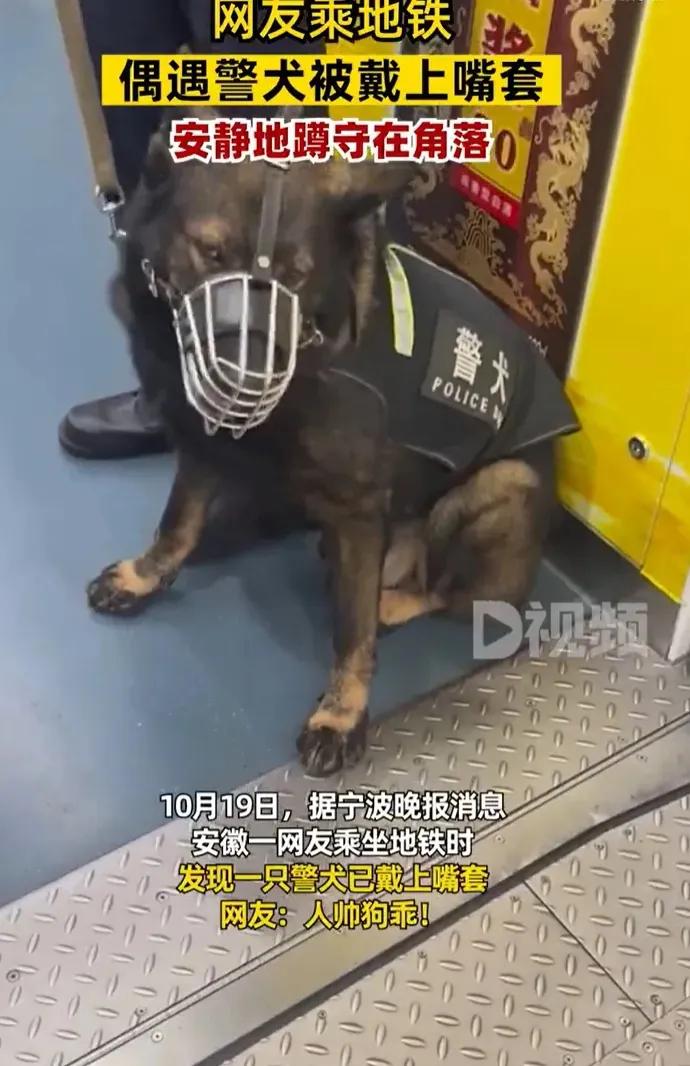 公共场所警犬嘴套可以确保警犬不会咬人或攻击其他动物，从而保证人类和其它动物的安全