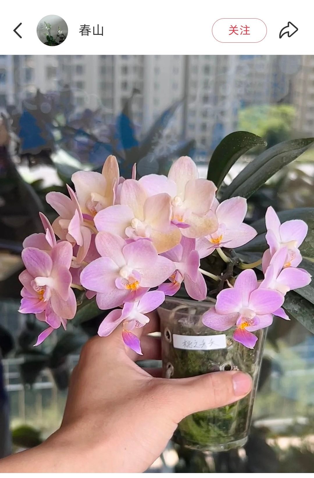 今年秋冬打算入手的蝴蝶兰：桃之夭夭（粉色，有香味，叶子小）台大红宝石（红色，叶子