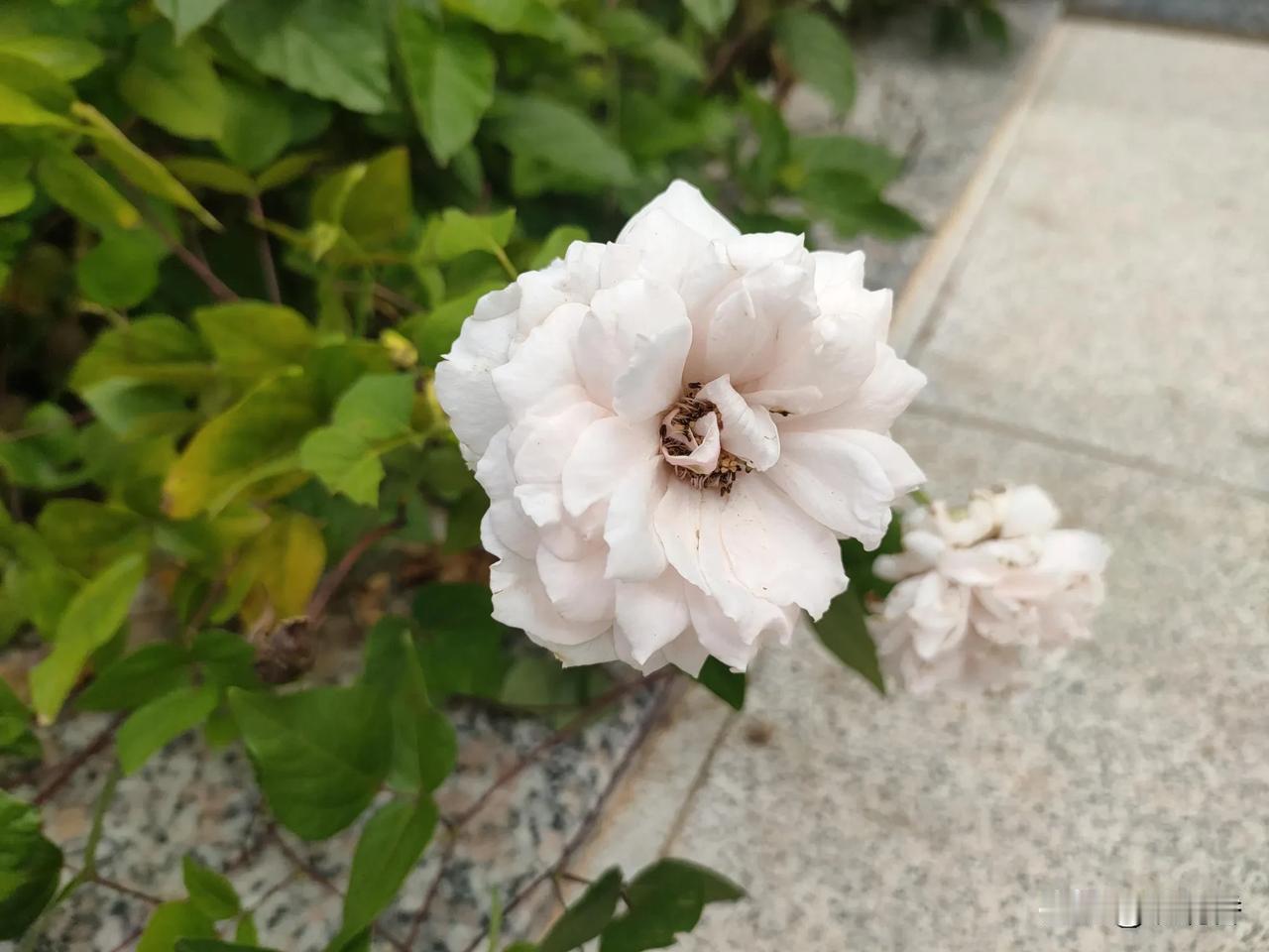 随手拍的花分享
