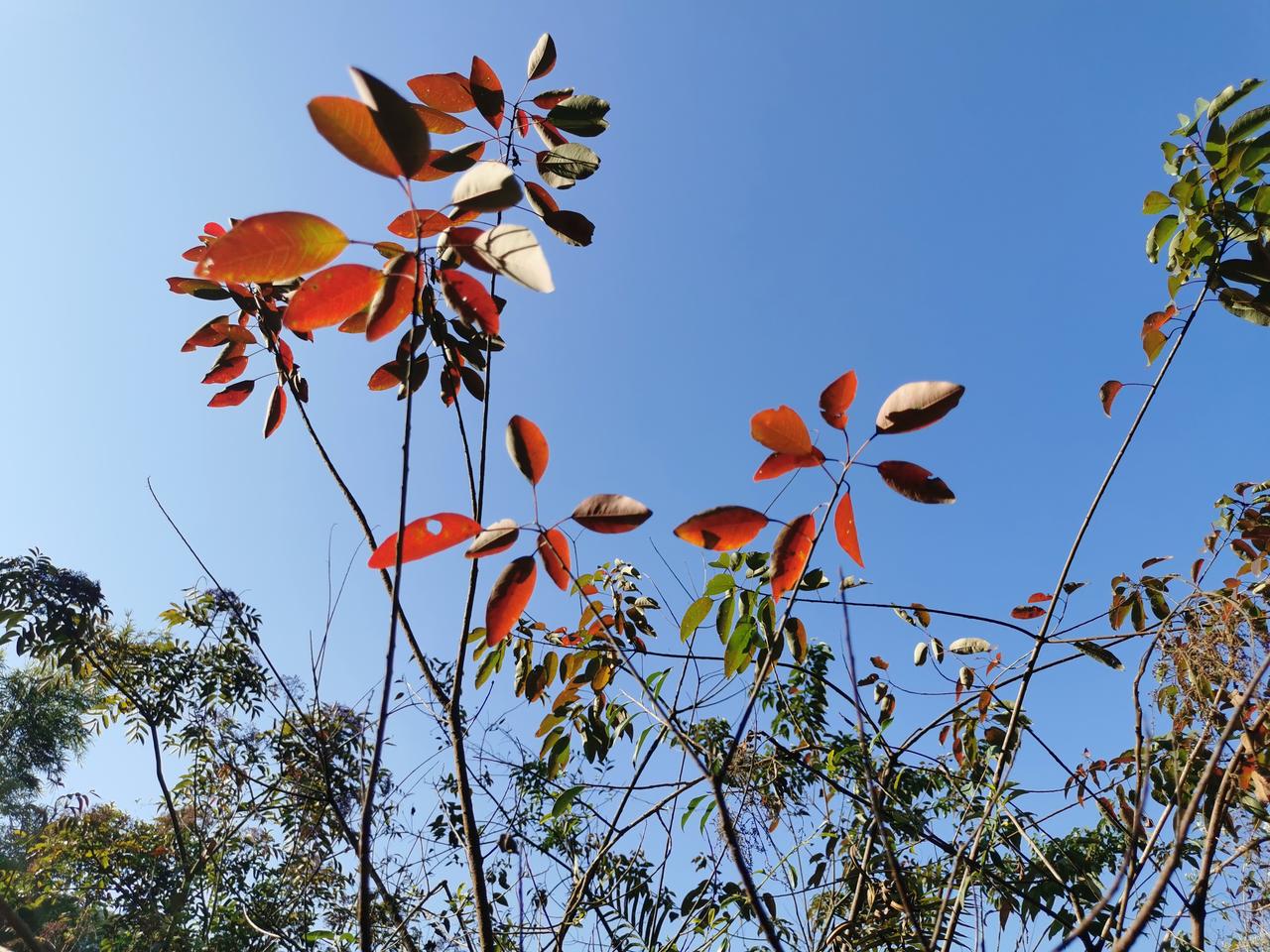 霜叶红于二月花