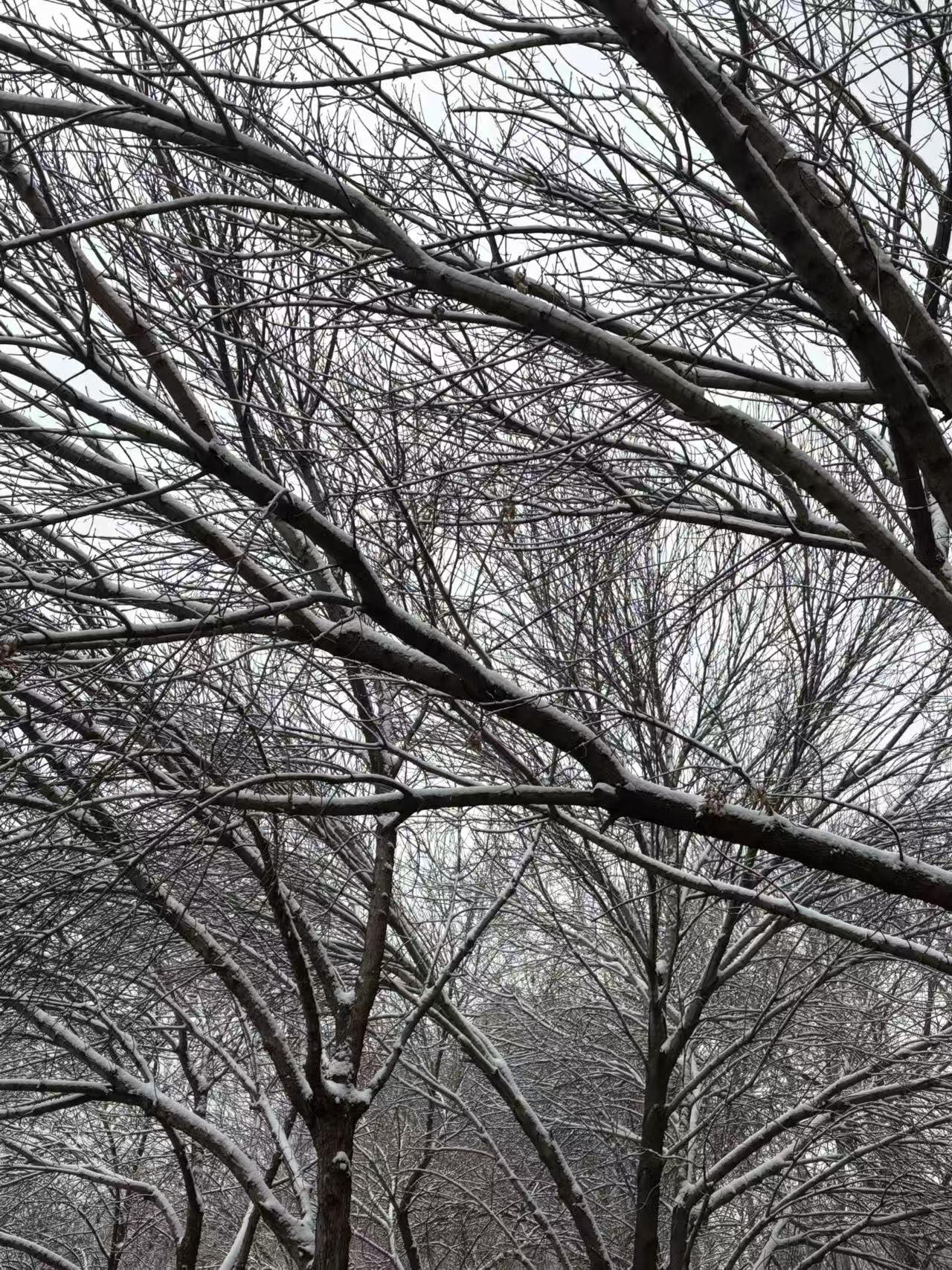 春日生活打卡季 春日雪景，那是一种别样的浪漫。一般春天都是繁花盛开，可要是邂逅一