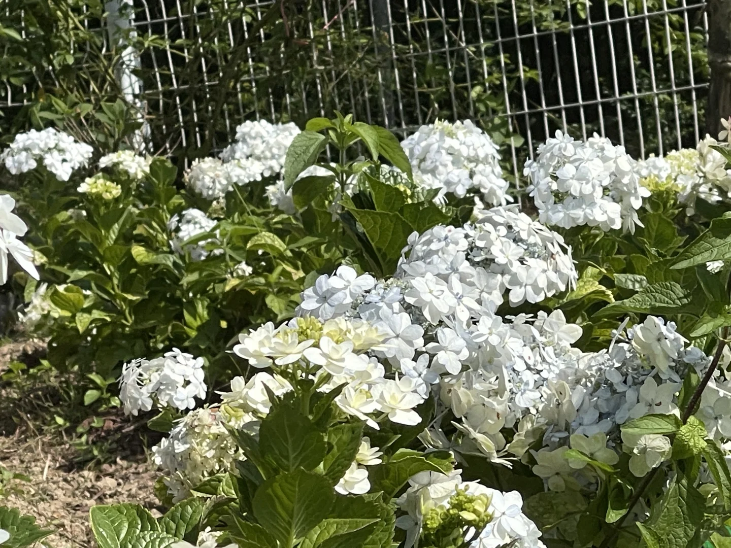 泉鸟秋花