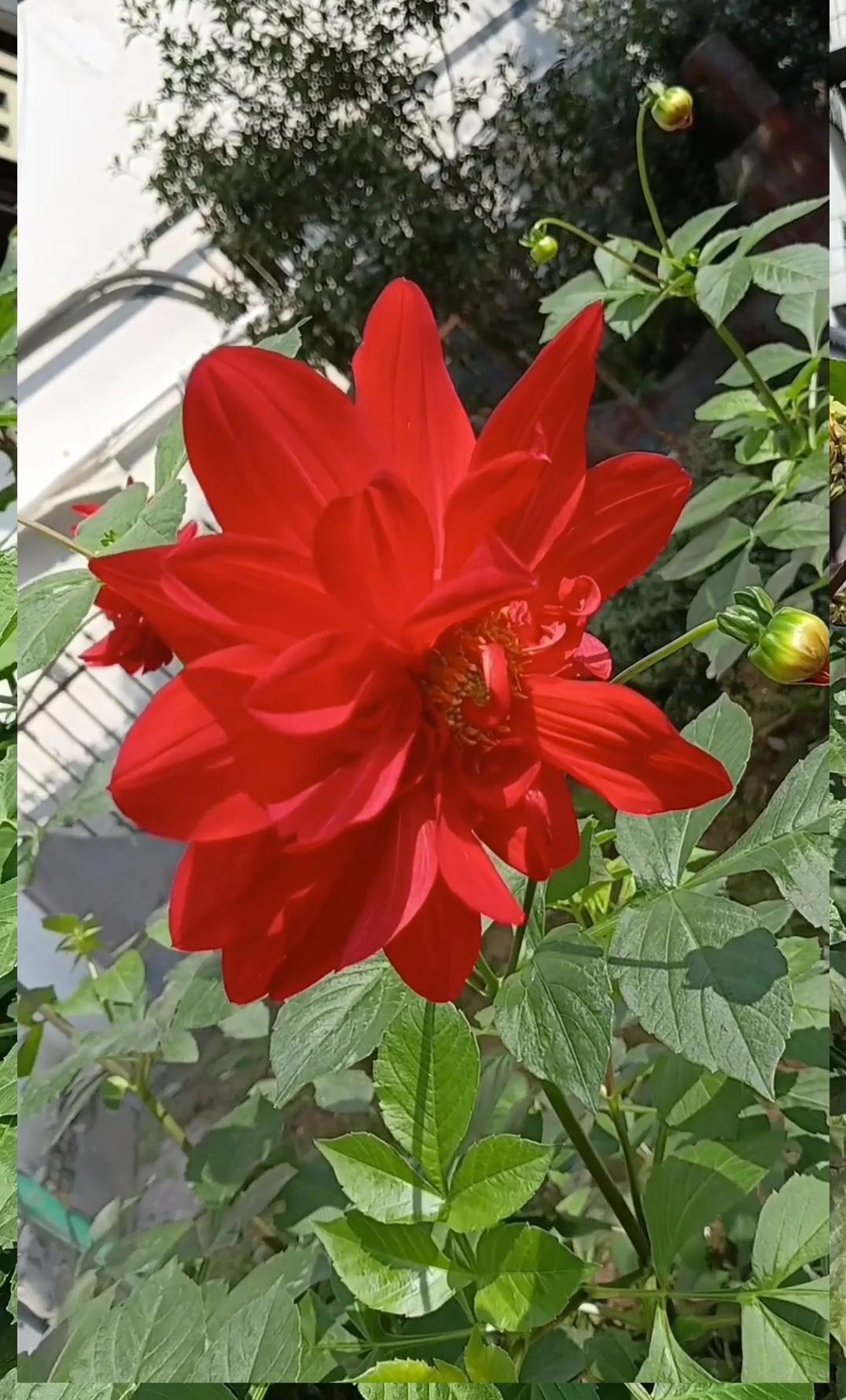 叶绿花红情悠悠，
寒露风霜不低头，
草木萧惨不忍睹，
一枝独放自风流。
