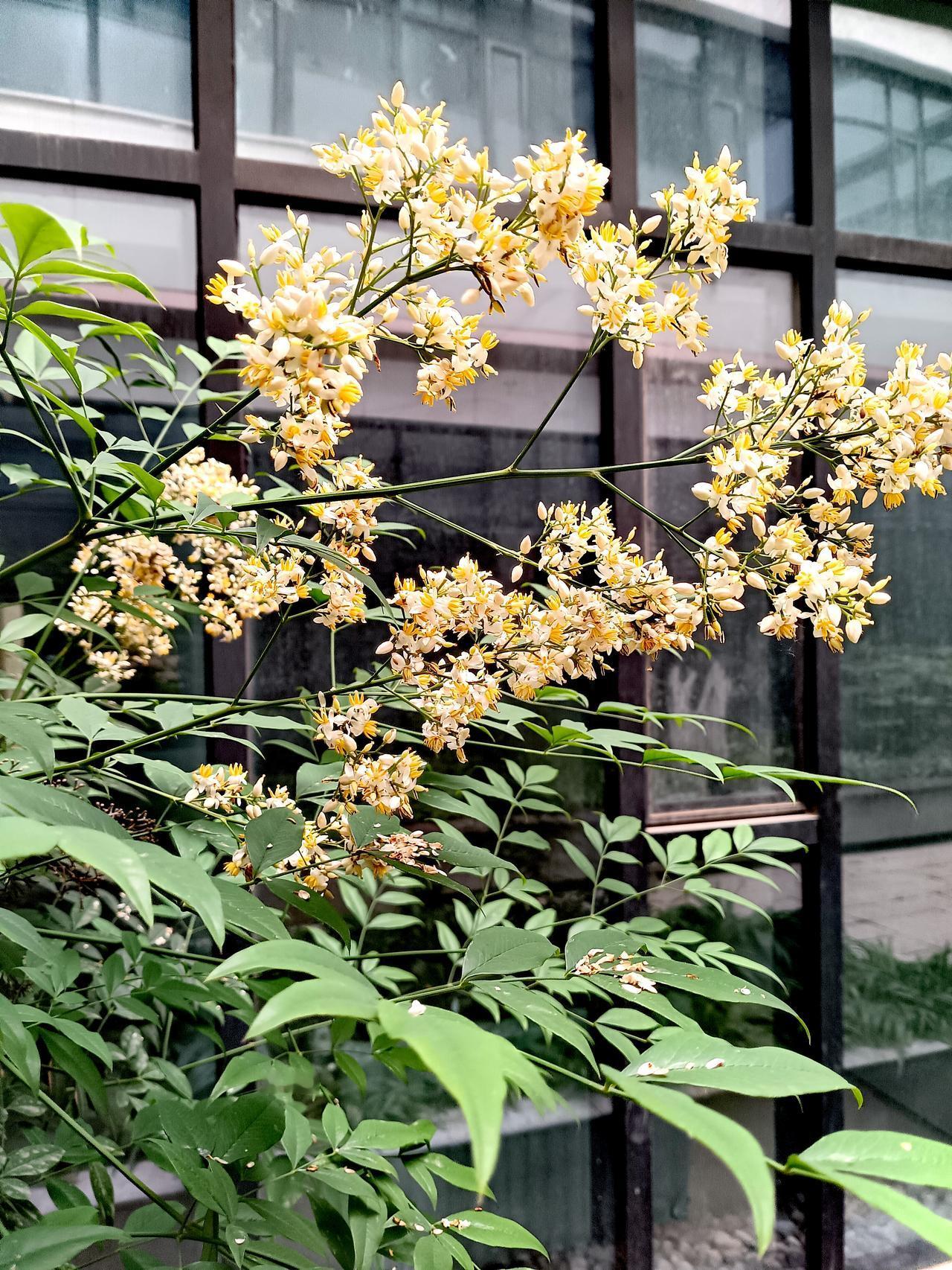 正值花期的南天竹，细碎白花缀满枝头，如雪似星，挺拔如竹，花序直立，散发淡淡幽香，