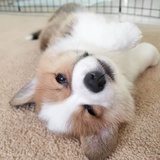 糯宝读读教育