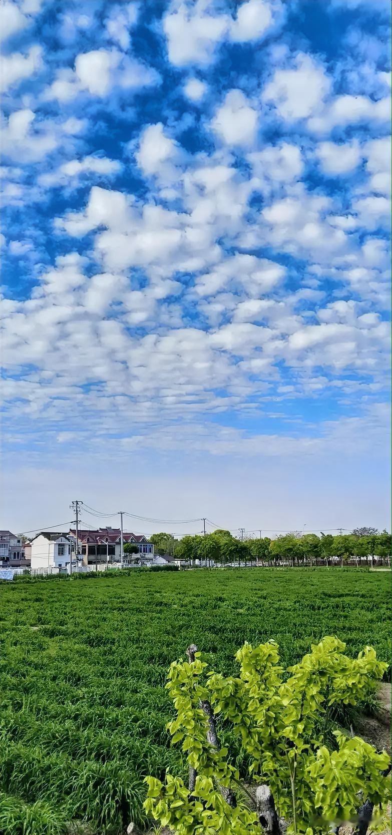 上联：青山藏画意，
下联：晚霞预晴天。
请您对下联！[作揖][作揖]
我国有看云